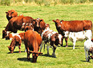 Agriculture